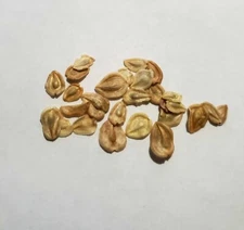 25+ African Daisy Seeds - Non-GMO - Flower Seeds - Free Shipping