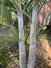 Chrysalidocarpus (decipiens x onilahensis) X Unknown SEED - 20 Count