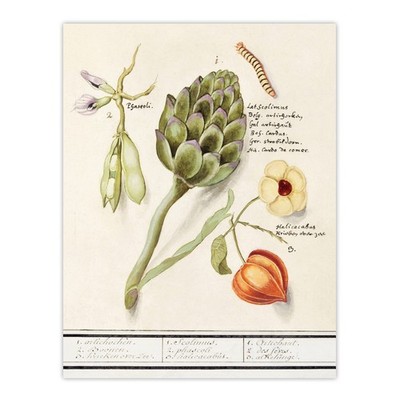 Artischocke Saubohnen und Groundcherry de Boodt Wandbild Poster Druck