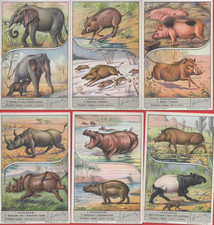 FIGURINE LIEBIG SERIE ITALIANA COMPLETA I PACHIDERMI N°1572 ANNO 1953