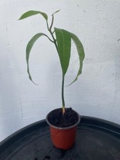 MANGO SEEDLING/JAMAICAN ST. JULIAN/HYBRID/ORGANIC/ 12"-15" 10 OFF SALE WOW
