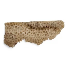 Coral Faced Rough 70.7 grams