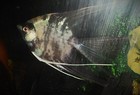 Group of 3 Marble Angelfish Quarter Plus Sized — photo 5