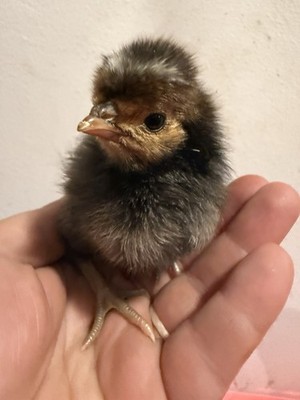  6 Fertile polish hatching eggs 