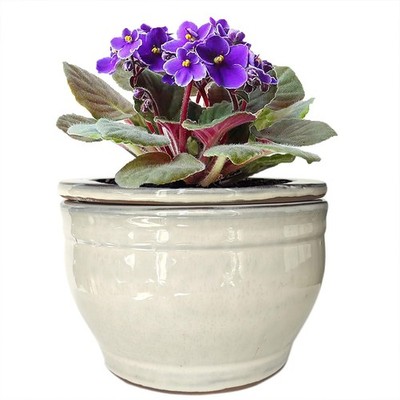 African Violet Pots Self Watering Round Ceramic Violet Pot (White, 6 inch)