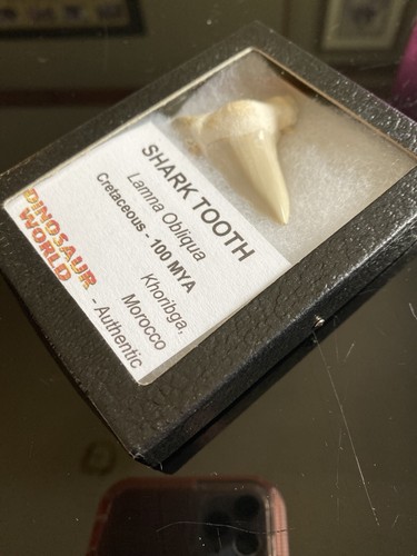 Fossil Shark Tooth- Lamna Obliqua Cretacous -100 MYA w/ Display Box Glass Front - Picture 3 of 7