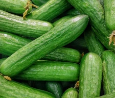 30 ct Muncher Cucumber Seeds - NON-GMO / Heirloom - Free Shipping