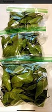 5KG Fresh Bay Leaves