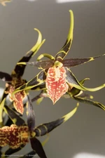 Bracidostele (Banfieldara) Gilded Tower 'Mystic Maze' 3 avai.(Brassia/Oncidium)