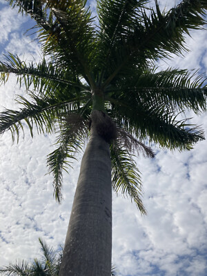 Royal Cuban Palm Tree Live Plant Seedling 8-10 Tall | eBay