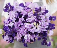 Sweet Pea PURPLE MIX  Fragrant Climbing Vine Purple Flowers Non-GMO 15 Seeds!