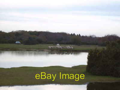 Photo 6x4 Pigs at Janesmoor Pond Fritham A herd or litter of pigs in the  c2007