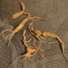 Fresh Appalachian Ginseng Old Roots