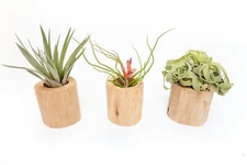 Driftwood Container with Custom Air Plant - Wholesale Bulk -Easy Care Tillandsia