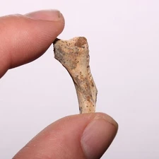 Dinosaur Age Bone Fossil - Nice Specimen - Cretaceous Hell Creek Formation