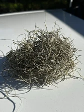 Fresh Live Spanish Moss from Florida - 1 Gallon size - Air Plant mulch, crafts