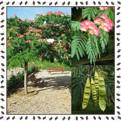 Albizia Julibrissin Mimosa Persian Silk Tree 15 Viable Seeds Per Package Ebay