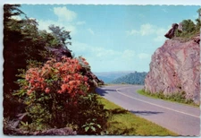Flame Azaleas Along the Blue Ridge Parkway Postcard