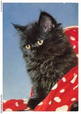 ASHP2-0093-CHAT - Un Gatto Nero Con Una Copertura Rosso-Bianco