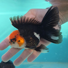 LIVE GOLDFISH RED CAP PANDA MALE ORANDA 4.5" AAA In USA-EXACT FISH