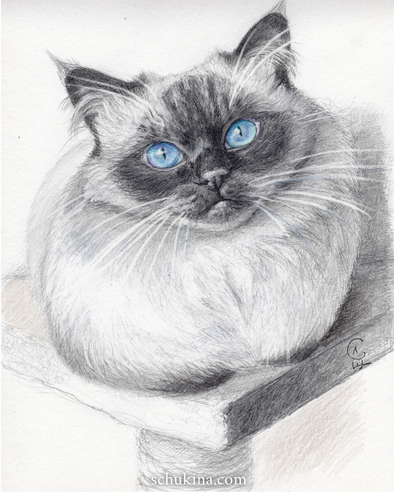 Expressive Birman Cat Portrait Pencil Art S-Lana 25-0001-image