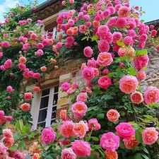 Climbing Rose Seeds for Planting - 300 Hybrid Mixed