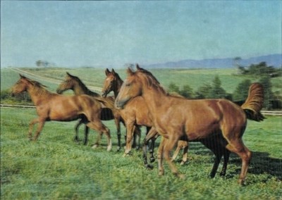 3 D Ak Pferde, Thoroughbred - 5070085