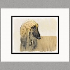 Afghan Hound Dog Red Cream Original Art Print 8x10 Matted to 11x14