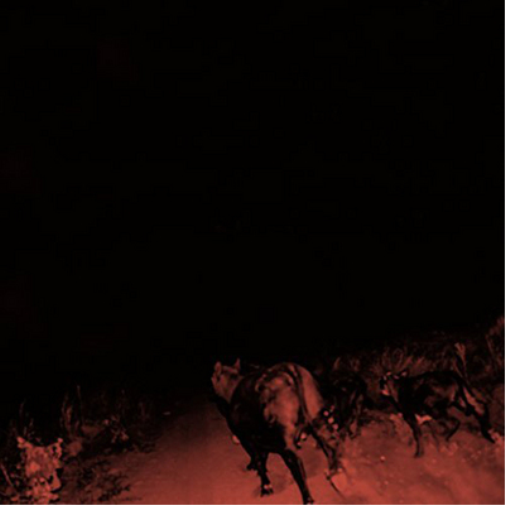 Bambara Shadow On Everything (Vinyl LP) 12" Album