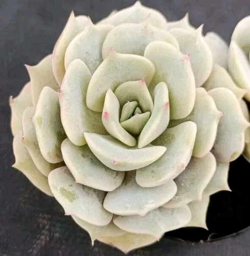Echeveria 'Lola' about 7cm diameter succulent - Picture 2 of 3