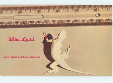 Pre-1980 LIZARD IN EXHIBIT Alamogordo New Mexico NM f/01 AE7310