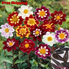 Dahlia Seeds - Dahlia Variabilis Dandy Mix Seeds | Flower Seeds