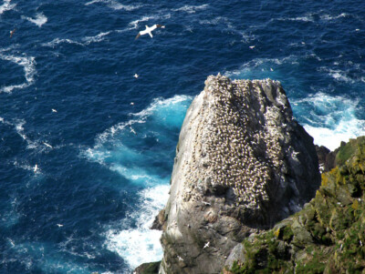 Foto 6x4 Bölpel, Hermaness Burrafirth Bölpel Menge auf einem Felsen bei Nea c2009