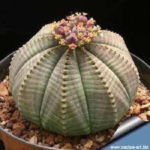 Euphorbia obesa, vaso 5,5 cm, foto reali