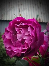 Nature Wall Art -Digital Download  Printable Photography-flower2