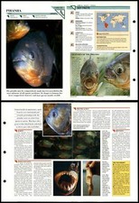 Piranha #10 Fish Wildlife Fact File Fold-Out Card