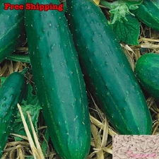 Spacemaster Cucumber Seeds | Cucumber/Yard-Long Cucumber Seeds | NON-GMO,Organic