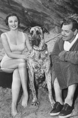Schauspieler Gene Tierney Clark Gable Dogge Juno abgebildet Duri - 1952 4x6 Foto