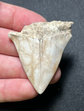 Dente fossile di squalo bianco estinto Hastalis grande e largo 2,08" Summerville, SC
