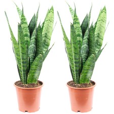 2er-Set Bogenhanf - Sansevieria trifasciata B...