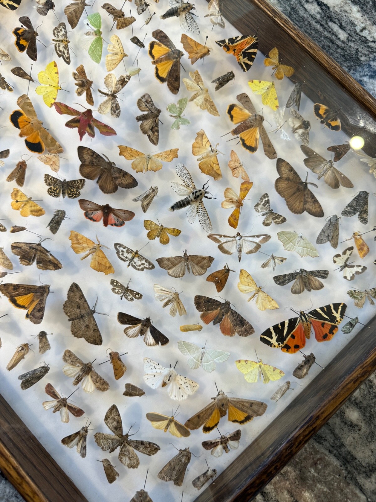 Real Moth Butterfly Taxidermy Display. Coleoptera / entomology