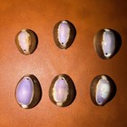 6 Pieces Of Purple Top Snakehead Cowrie Shells - Cypraea Caputserpentis — photo 3