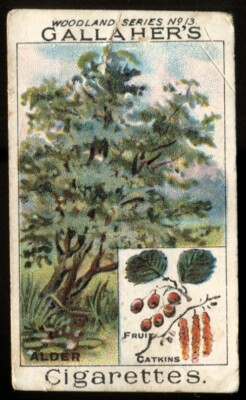 Tabakkarte, Gallaher, WOODLAND TREES, 1912, Erle, #13