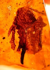 EXTINCT Hymenaea Flower Petal with Flies in Dominican Amber Fossil Gemstone