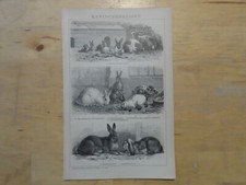Orig.(1893) Holzstich Kaninchenrassen Hauskaninchen Angora Widderkaninchen  (B1)