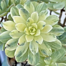 Rare Succulent Aeonium Variegated Suncup Live Plant 2-Inch Unrooted Cutting
