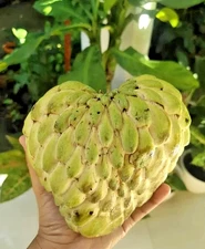 100+ Big Australian Sugar Apple Seedss (Annona squamosa) For Planting