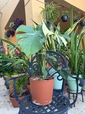 Monstera Thai Constellation Rare Variegated Houseplant Exact Plant Rooted