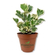Triangle Ficus Tree-1 Live Plant in a 2 Inch Pot-Ficus