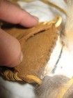 W@W!! Native American Soft Deerskin & Coyote Fur Medicine Bag, Tobacco Pouch — photo 6